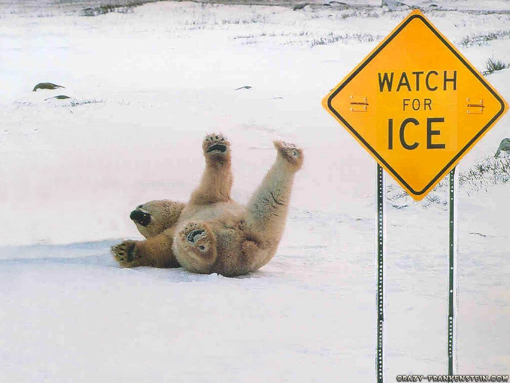 polar-bear-slipping-on-ice-funny-sing-wallpaper
