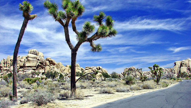 joshuatree国家公园图片