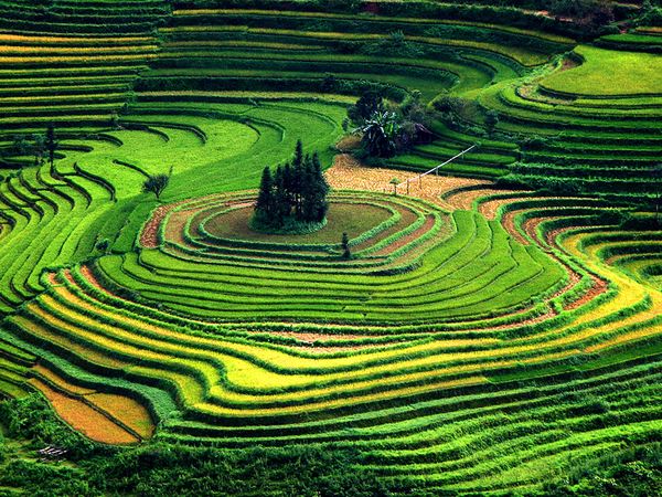 terraced-fields-vietnam_11388_600x450